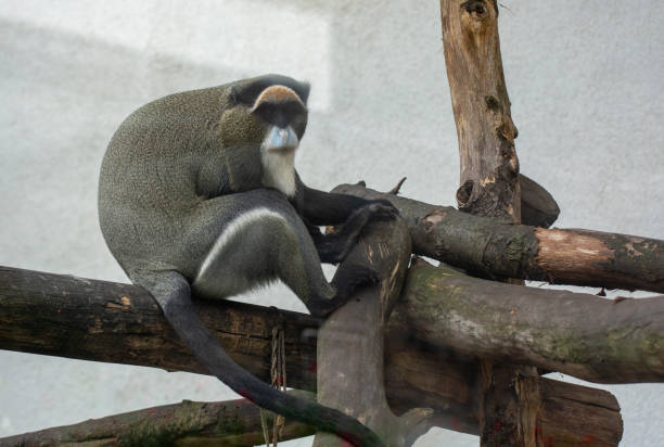 istock Monkey brazza sits quietly on logs. Wildlife world. 1697348695