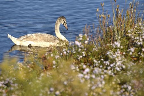 A juvenile mute swan swims in the waters of Parker River National Wildlife Refuge, Massachusetts.