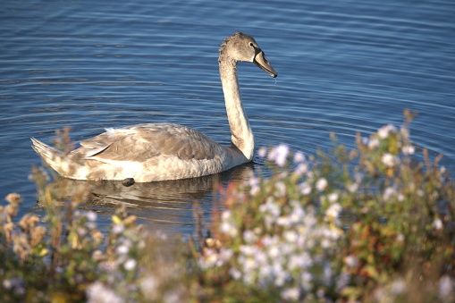 A juvenile mute swan swims in the waters of Parker River National Wildlife Refuge, Massachusetts.