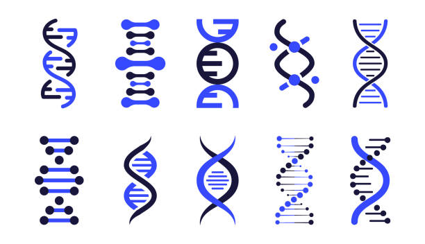 ilustrações, clipart, desenhos animados e ícones de ícones de dna. conjunto vetorial de elementos dna. modelo genético de vida bio código genético molécula símbolos médicos. molécula de estrutura, ícone cromossômico. pictograma dna, sinal genético, coleção de elementos e ícones - 2503