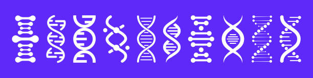 ilustraciones, imágenes clip art, dibujos animados e iconos de stock de iconos de adn. conjunto vectorial de elementos adn. modelo de gen de vida bio código genético molécula símbolos médicos. molécula de estructura, icono cromosómico. pictograma de adn, signo genético, elementos y colección de iconos - adn