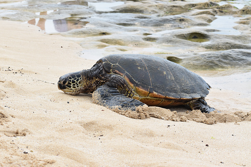 Hawaiian Green Sea Turtle Coming Ashore On Northshore Beach Oahu
