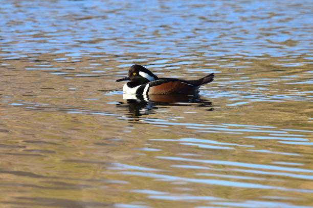 istock Hooded Merganser Male 1697381611
