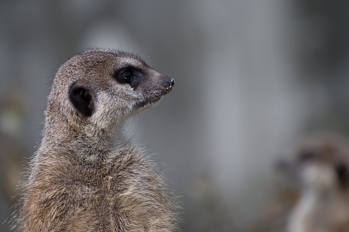 A small meerkat perched on a rock