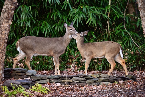 A female whitetail deer nuzzles its offspring.