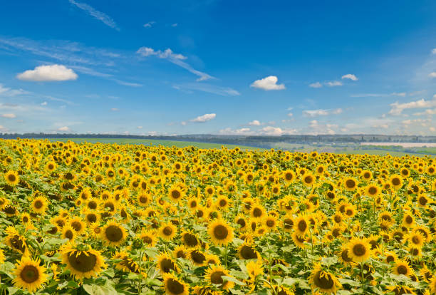 istock Field with blossoming sunflowers and blue sky. 1697395723