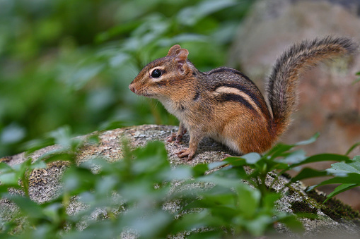 Eastern chipmunk with S-shaped tail, copy space on left