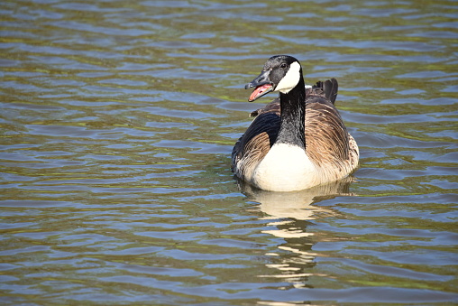 A Canada goose vocalizes while swimming in a pond in Maryland.