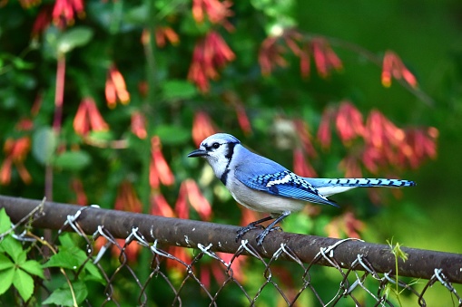 A blue jay perches on a backyard fence in Maryland.