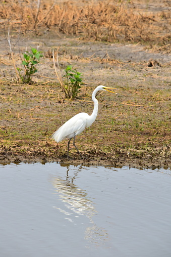A great egret vocalizes as it stands on the water's edge of Blackwater National Wildlife Refuge in Maryland.