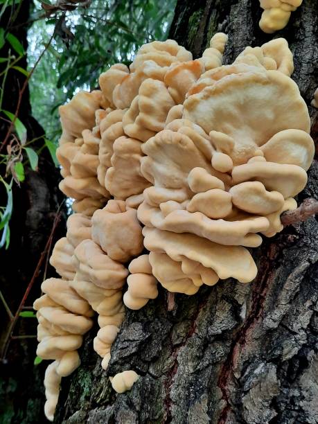 istock Yellow group of fungus on a tree trunk 1697409313