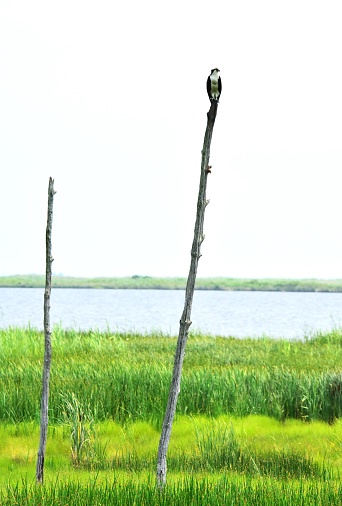 An osprey perches on the top of a tall dead tree in the marshy landscape of Blackwater NWR in Maryland.