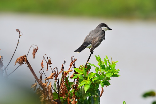 An Eastern kingbird perches on a branch in Blackwater National Wildlife Refuge in Maryland.