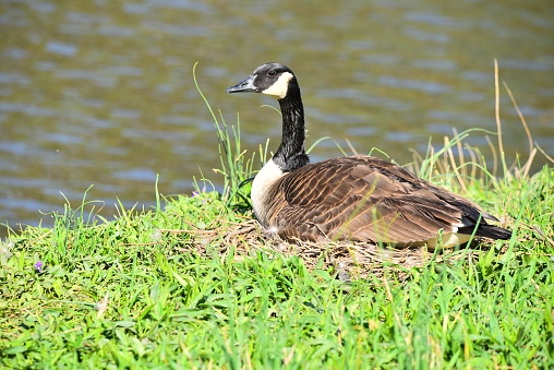 A Canada goose sits on its nest near a pond in Maryland.