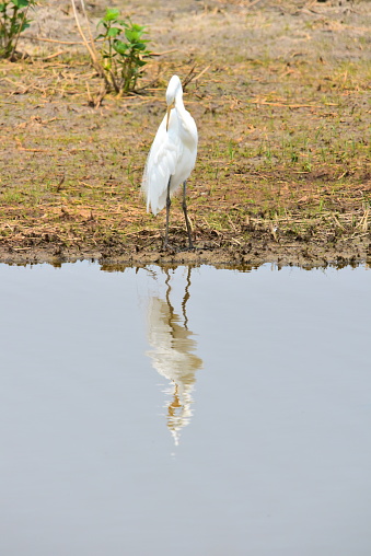 A great egret preens as it stands on the water's edge of Blackwater National Wildlife Refuge in Maryland.
