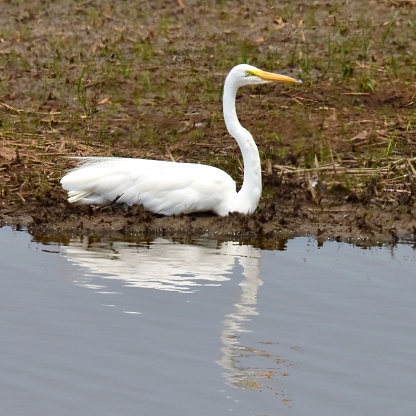 A great egret sits and is reflected in the waters of Blackwater National Wildlife Refuge in Maryland.