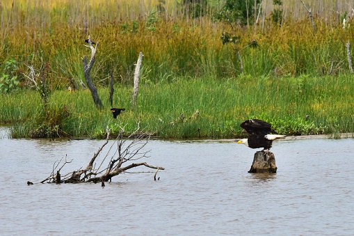 An American bald eagle flies after a red-winged blackbird in Blackwater national Wildlife Refuge in Maryland.