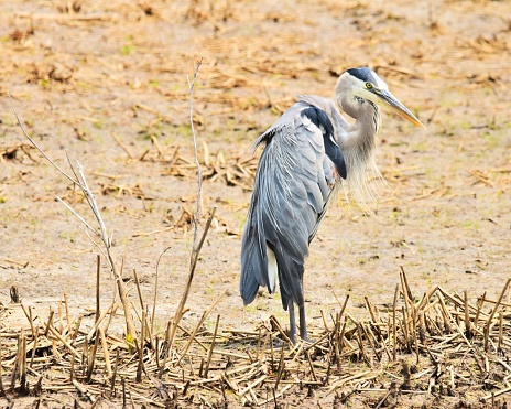 A great blue heron stands in the marsh of Blackwater National Wildlife Refuge in Maryland.