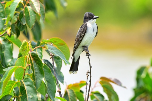 An Eastern kingbird perches on a branch in Blackwater National Wildlife Refuge in Maryland.