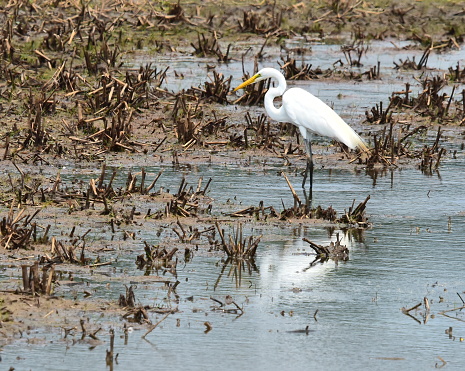A great egret walks among the stalks of plants as it fishes in the waters of Blackwater NWR in Maryland.