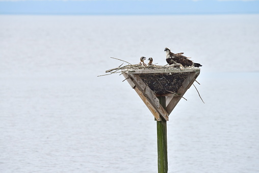 An adult osprey sits in its nest with its two offspring in Blackwater National Wildlife Refuge in Maryland.