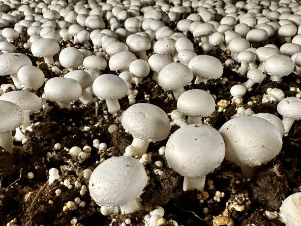 Button Mushroom, Farm Grown Harvest