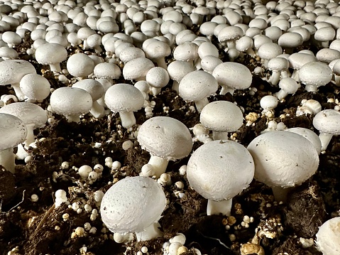 Agaricus Bisporus - Button Mushroom, Farm Grown Harvest