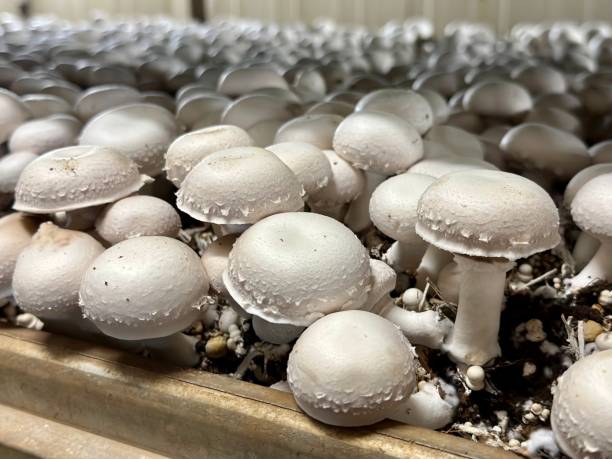 istock Button Mushroom, Farm Grown Harvest 1697428863