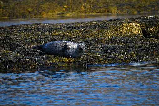 A grey seal resting on rocks exposed during low tide in Scotland