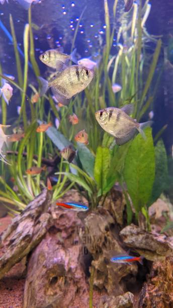 istock Beautiful fish in the aquarium 1697450905