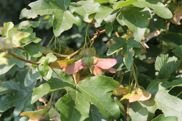 istock seeds and leaves of a maple tree closeup 1697457026