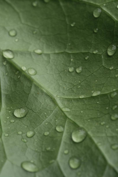 istock Beautiful water drops after rain on green leaf in macro 1697465815