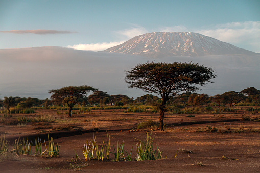 Kilimanjaro and Acacia Tree