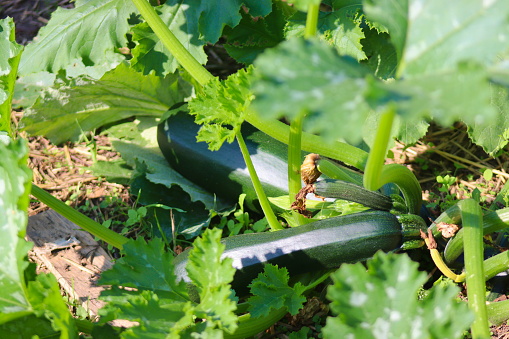 Small green zucchini grows in the garden on a flower bed, vegetable cultivation