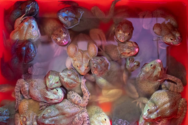 A group of frogs in a red bucket