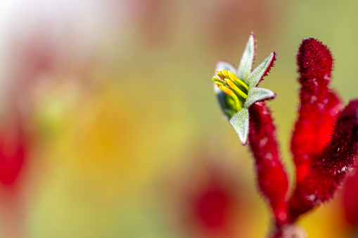 Closeup beautiful red Kangaroo Paw in sunlight, background with copy space, full frame horizontal composition