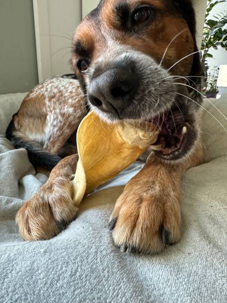 istock Mixed breed dog chewing on dried pigs ear 1697482614