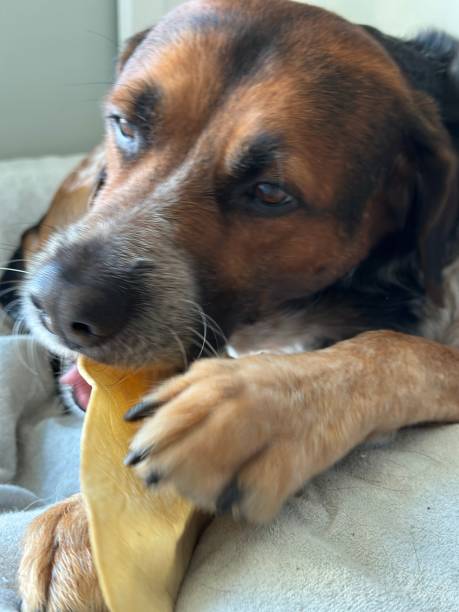 istock Mixed breed dog chewing on dried pigs ear 1697483641