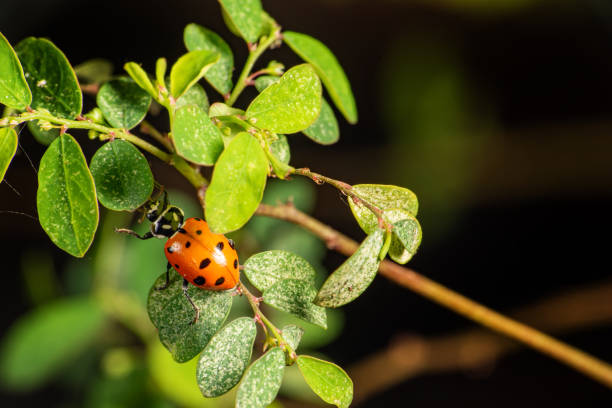 istock Ladybug, beautiful ladybug strolling in a garden seen through a macro lens, selective focus. 1697493358