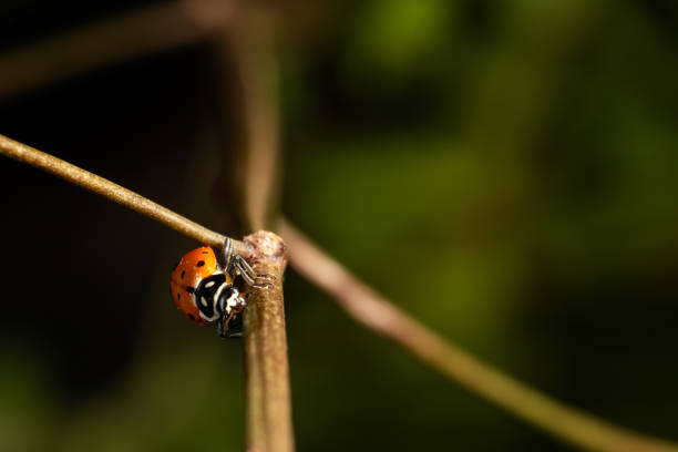 istock Ladybug, beautiful ladybug strolling in a garden seen through a macro lens, selective focus. 1697493876