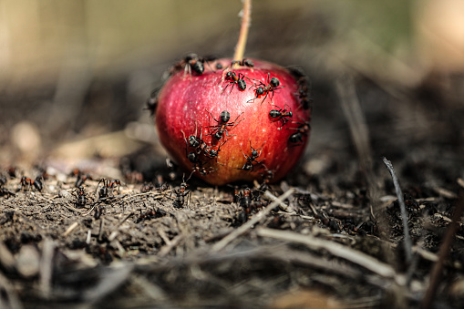 A colony of ants eats from a fallen red apple in an apple orchard after the fall fruit harvest. Macro picture. ants eating apples. High quality photo