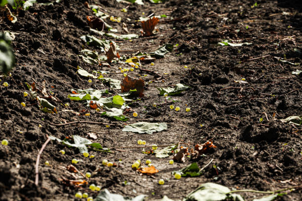 istock Ugly whites and fallen grapes from an automatic harvest for vineyard wine production. The concept of waste and surplus fruit in agriculture. 1697499343