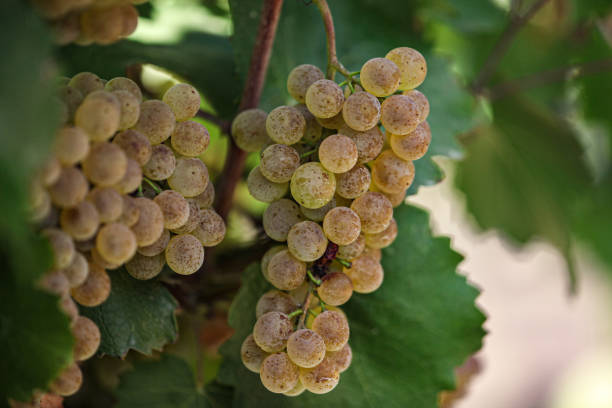 uva moscato su una vite sotto il caldo sole. i grappoli di moscato bianco si chiudono. primo piano dei grappoli di moscato verde e giallo prima della vendemmia. primo piano di uva da tavola verde e gialla. - grape white grape green muscat grape foto e immagini stock