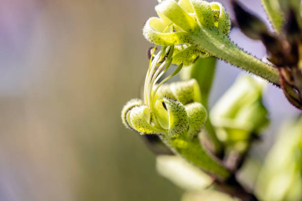 Closeup beautiful Macropidia Fuliginosa, Black Kangaroo Paw in sunlight, background with copy space, full frame horizontal composition