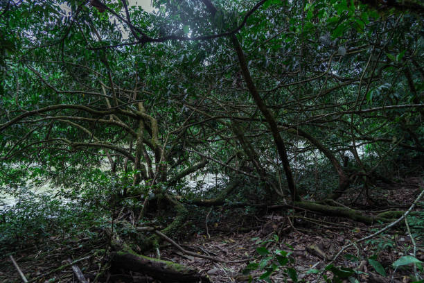 istock Green natural trails in the jungle next to the river. 1697506442