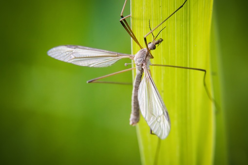 Crane fly is a common name referring to any member of the insect family Tipulidae, of the order Diptera, true flies in the superfamily Tipuloidea. Cylindrotominae, Limoniinae, and Pediciinae have been ranked as subfamilies of Tipulidae by most authors, though occasionally elevated to family rank.