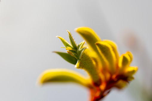 a  canola flower close up