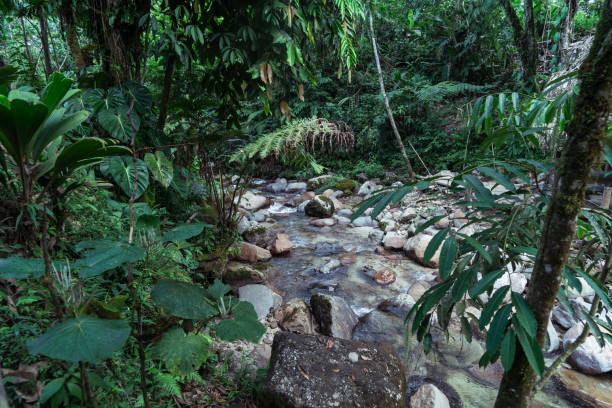 istock Green natural trails in the jungle next to the river. 1697514129