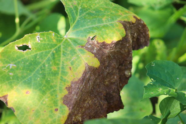 Downy mildew on pumpkin leaves