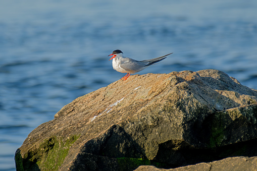 A Common Tern calls as it perches on a rock on an early summer morning in Massachusetts. - Sterna Hirundo.